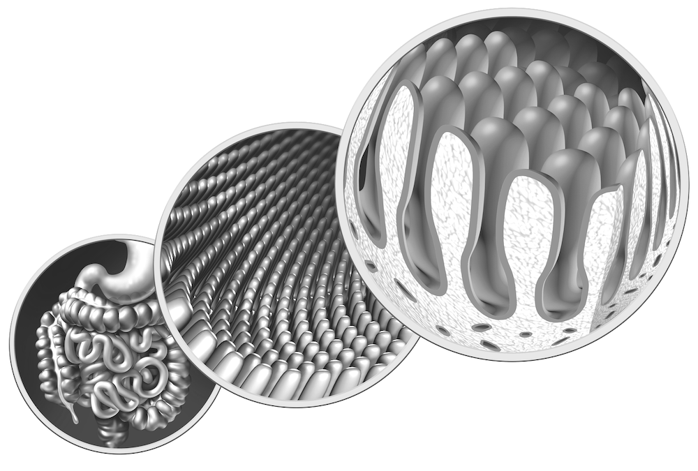 Glyscend | Reducing or eliminating the burden of T2D